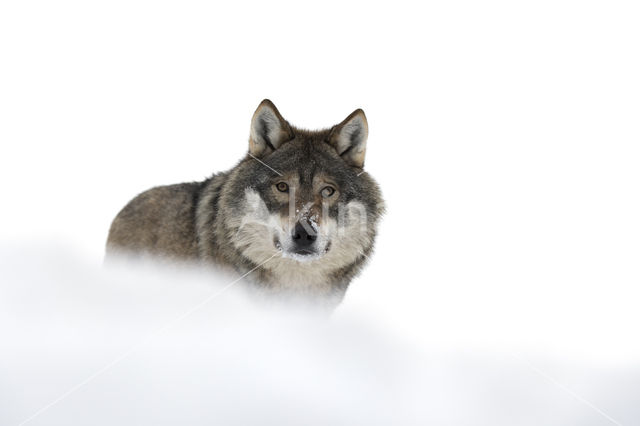 Grey Wolf (Canis lupus)