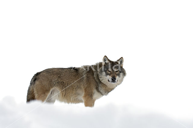 Grey Wolf (Canis lupus)