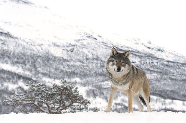 Grey Wolf (Canis lupus)