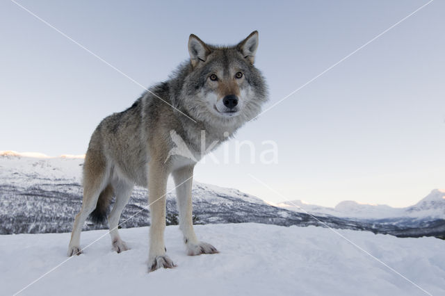 Grey Wolf (Canis lupus)