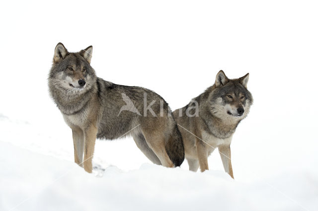 Grey Wolf (Canis lupus)