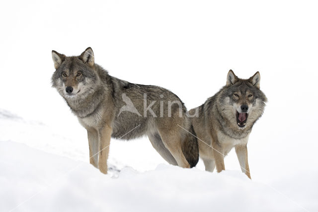 Grey Wolf (Canis lupus)