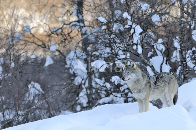 Grey Wolf (Canis lupus)