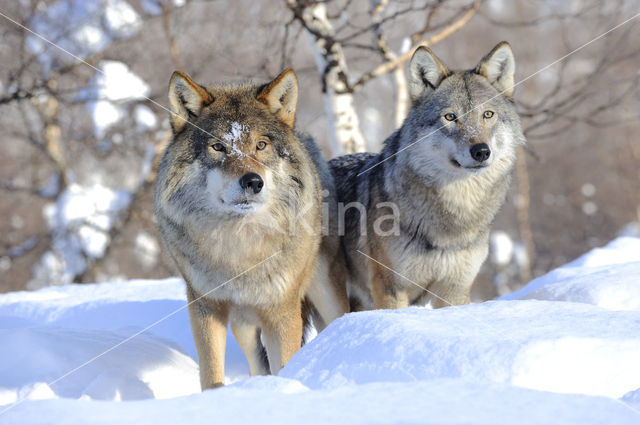 Grey Wolf (Canis lupus)