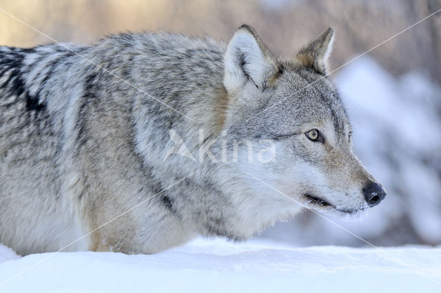 Grey Wolf (Canis lupus)