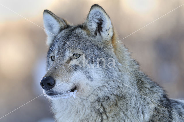 Grey Wolf (Canis lupus)