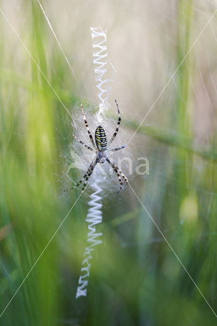 Zebraspin