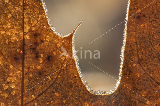 Zomereik (Quercus robur)