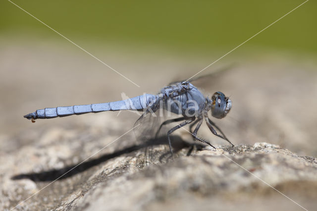 Zuidelijke oeverlibel (Orthetrum brunneum)