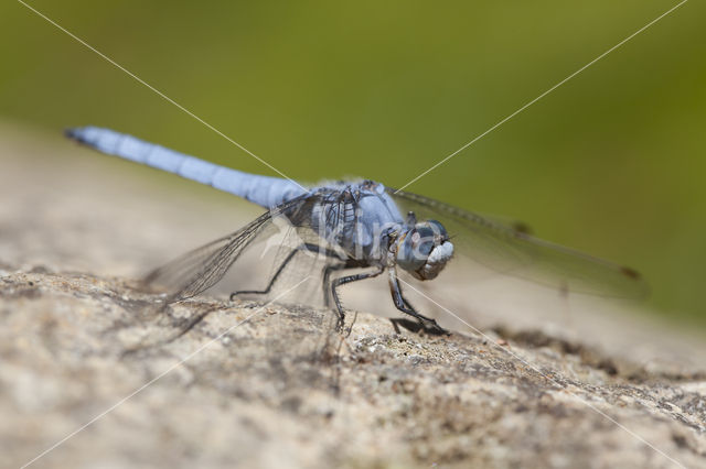 Skimmer (Orthetrum brunneum)