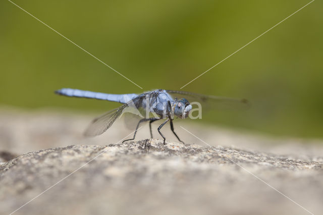 Zuidelijke oeverlibel (Orthetrum brunneum)