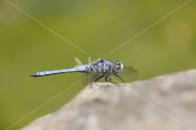 Zuidelijke oeverlibel (Orthetrum brunneum)