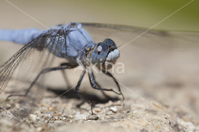 Zuidelijke oeverlibel (Orthetrum brunneum)