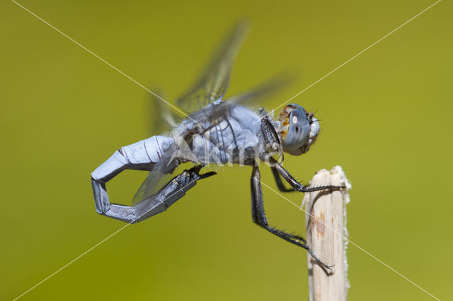 Zuidelijke oeverlibel (Orthetrum brunneum)