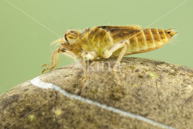 Skimmer (Orthetrum brunneum)