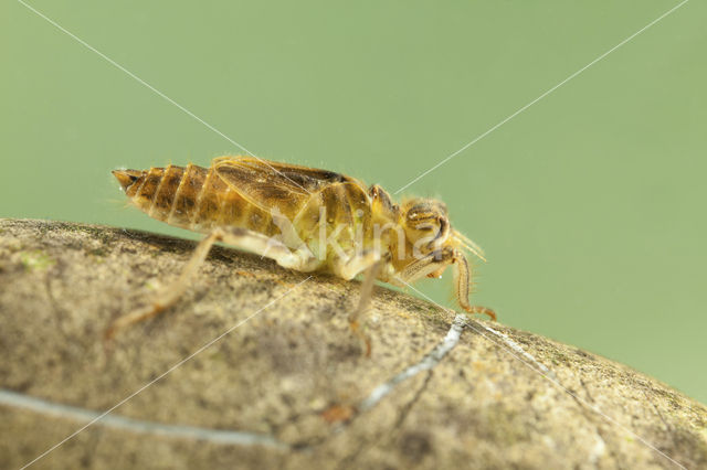 Zuidelijke oeverlibel (Orthetrum brunneum)