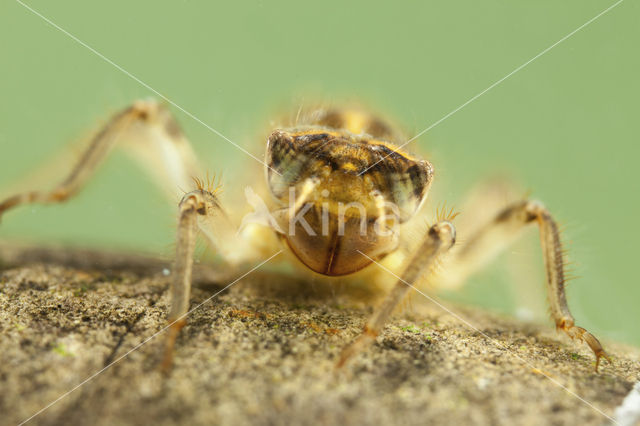 Zuidelijke oeverlibel (Orthetrum brunneum)