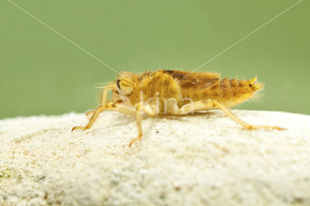 Zuidelijke oeverlibel (Orthetrum brunneum)