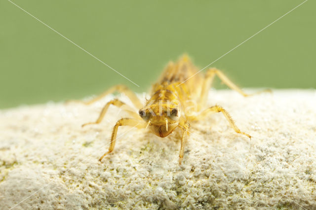 Zuidelijke oeverlibel (Orthetrum brunneum)