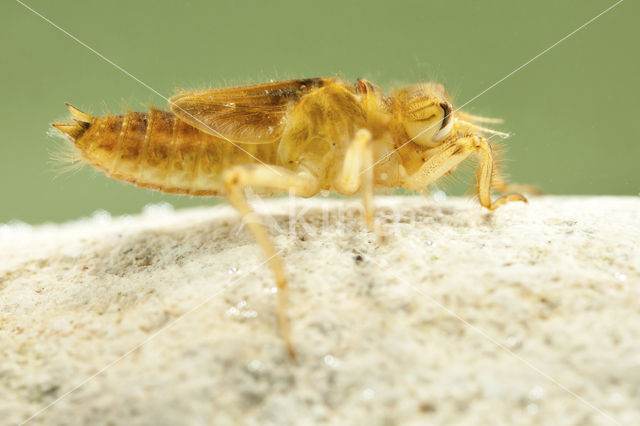 Zuidelijke oeverlibel (Orthetrum brunneum)