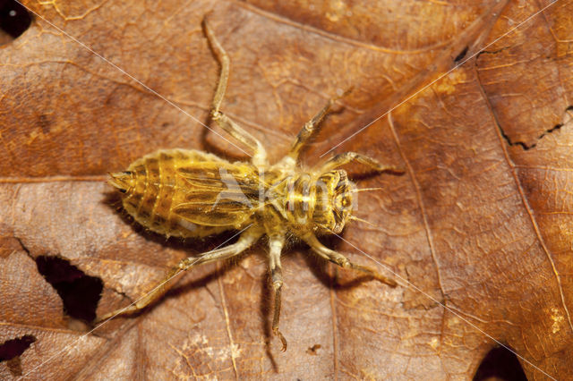 Zuidelijke oeverlibel (Orthetrum brunneum)