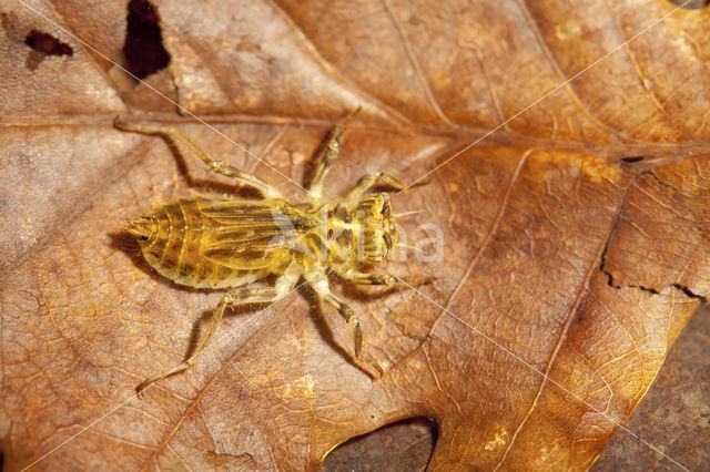 Zuidelijke oeverlibel (Orthetrum brunneum)