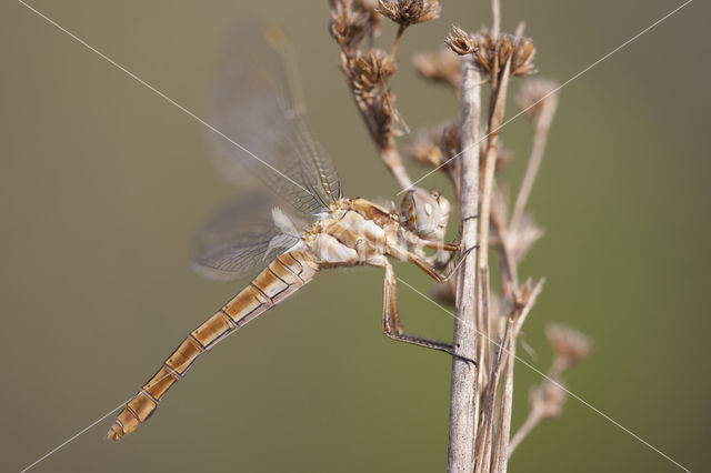 Zuidelijke oeverlibel (Orthetrum brunneum)