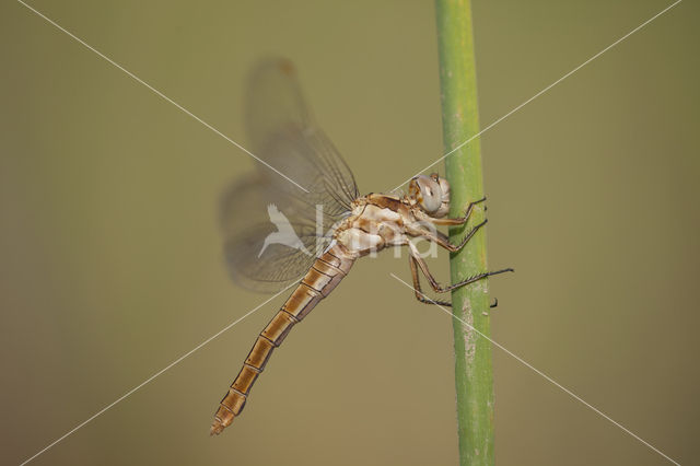 Zuidelijke oeverlibel (Orthetrum brunneum)