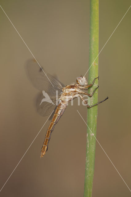 Zuidelijke oeverlibel (Orthetrum brunneum)