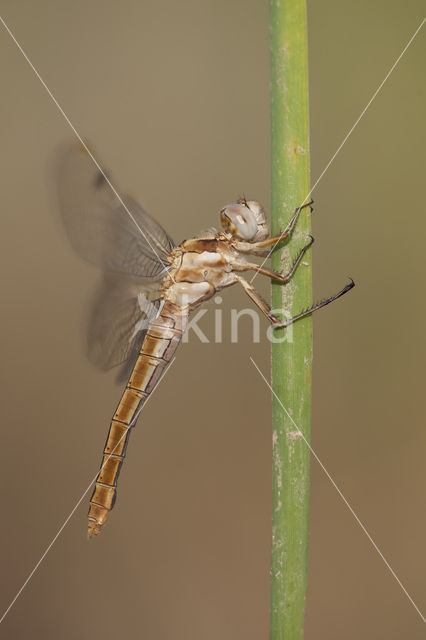 Zuidelijke oeverlibel (Orthetrum brunneum)