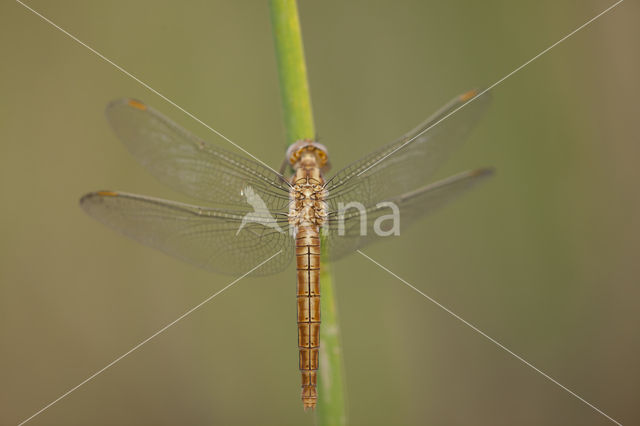 Zuidelijke oeverlibel (Orthetrum brunneum)