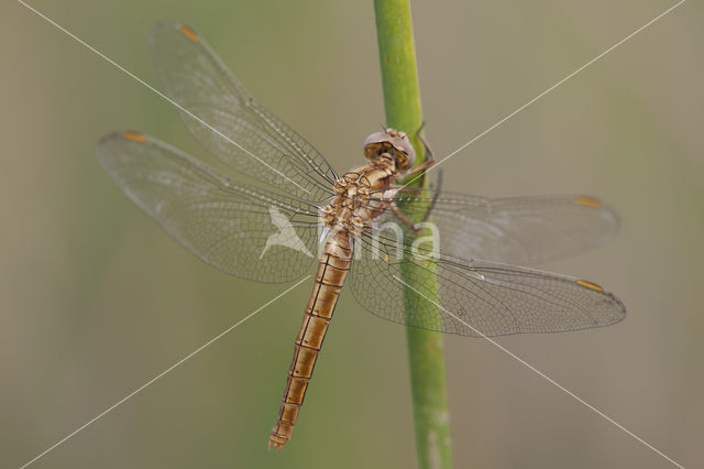 Zuidelijke oeverlibel (Orthetrum brunneum)