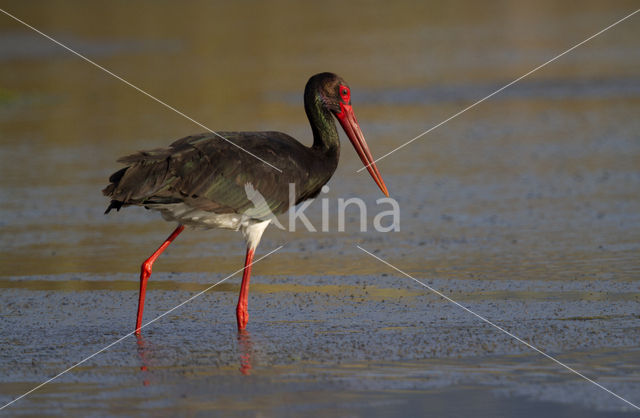 Zwarte Ooievaar (Ciconia nigra)