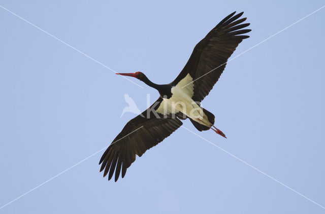 Zwarte Ooievaar (Ciconia nigra)