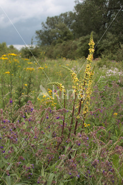 Zwarte toorts (Verbascum nigrum)