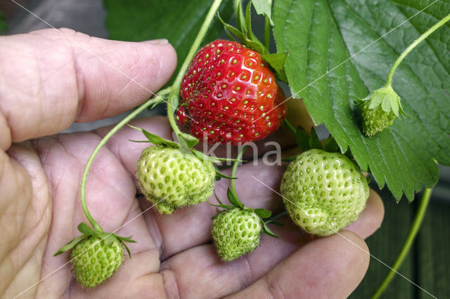 Strawberry (Fragaria)