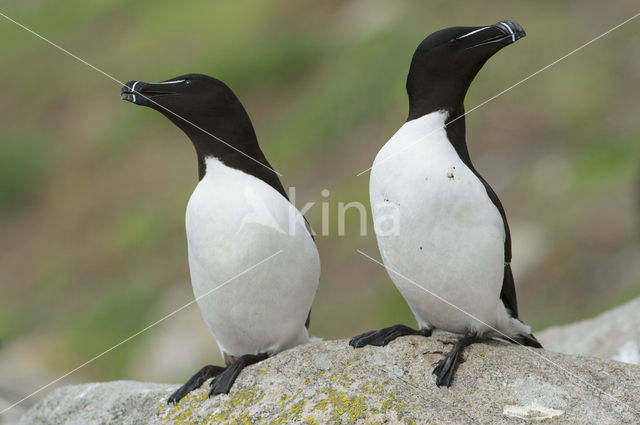 Razorbill (Alca torda)