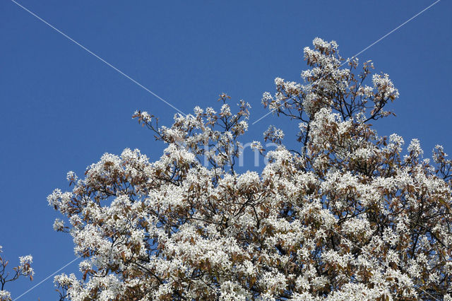 Amerikaans krentenboompje (Amelanchier lamarckii)