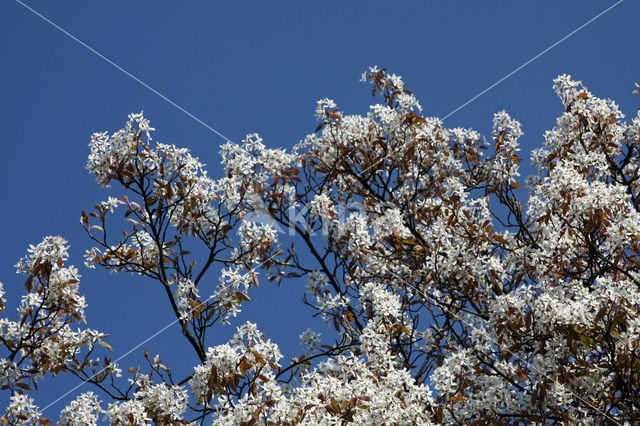 Amerikaans krentenboompje (Amelanchier lamarckii)