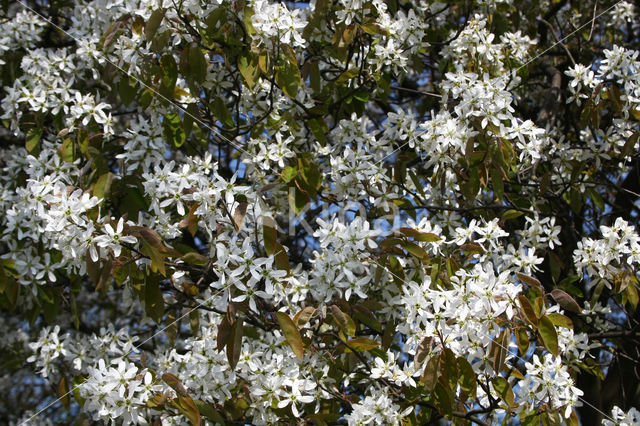 Amerikaans krentenboompje (Amelanchier lamarckii)