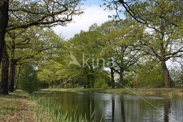 Amerikaanse eik (Quercus rubra)