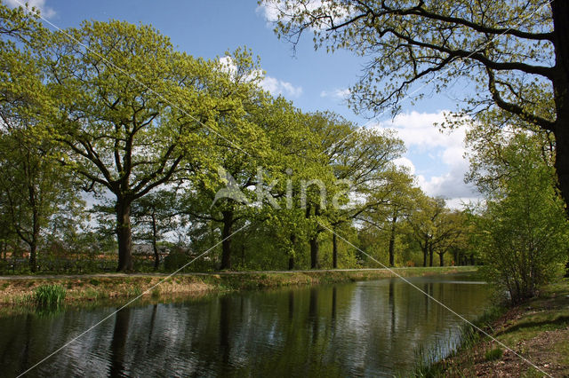 Amerikaanse eik (Quercus rubra)