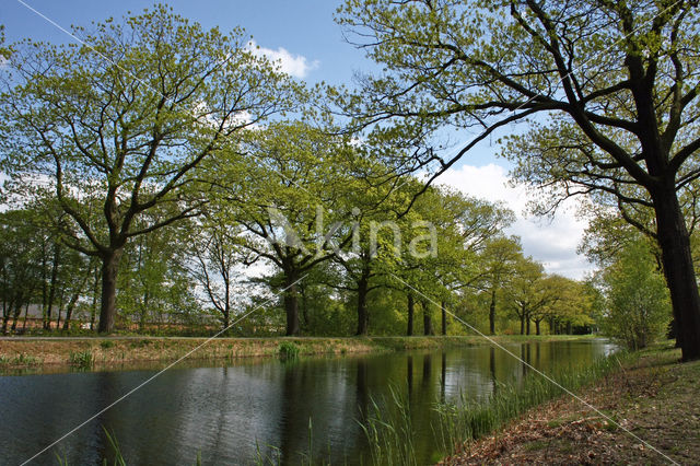 Amerikaanse eik (Quercus rubra)