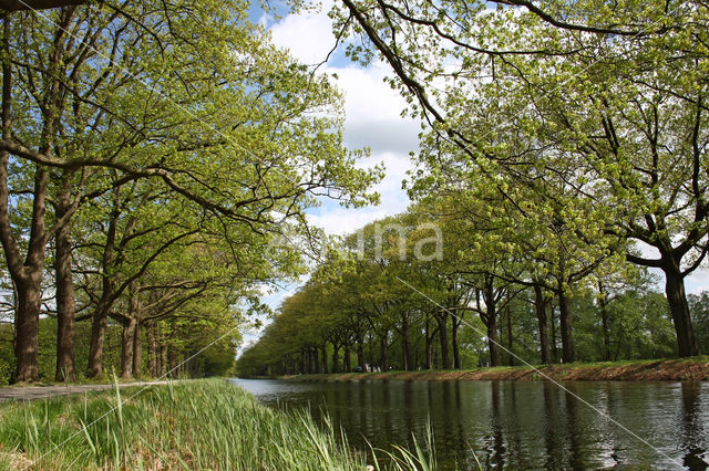 Amerikaanse eik (Quercus rubra)