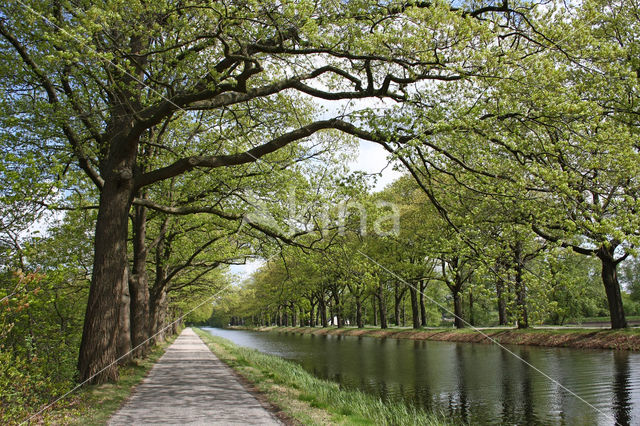 Red Oak (Quercus rubra)