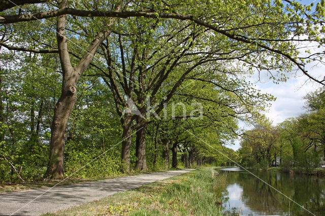 Amerikaanse eik (Quercus rubra)