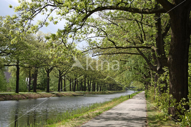 Red Oak (Quercus rubra)