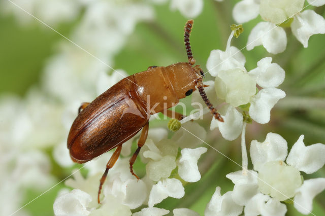 Antherophagus pallens