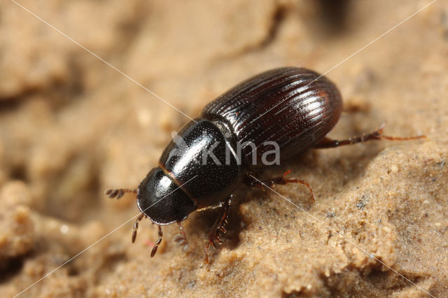 Aphodius pusillus