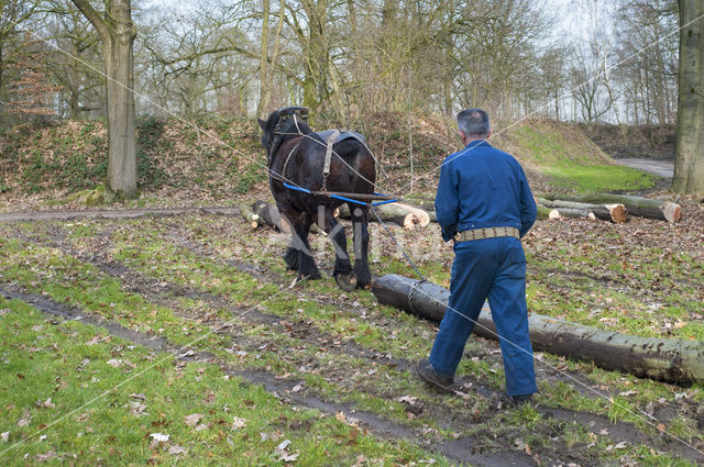 Ardenner trekpaard